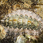 Chiton 09
